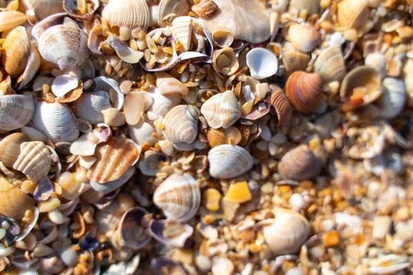 Background Small Shells Many Small Shells Seashore — Stock Photo, Image
