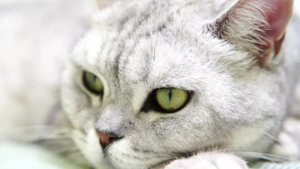 Kedi Ağızlığı Yalan Söyleyen Etrafa Bakan Skoç Bir Kedinin Başı — Stok video