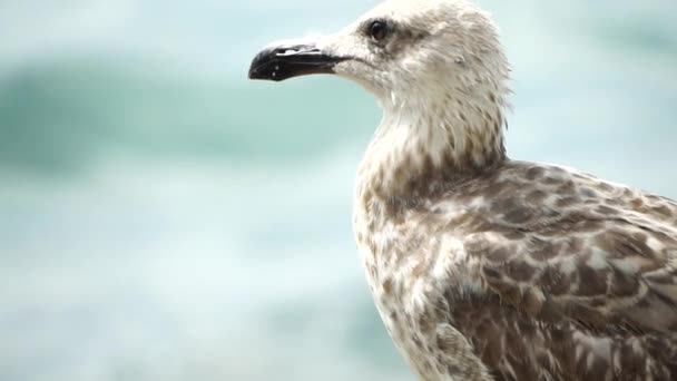 海鸥在海的背景下的特写 一只年轻的海鸥站在海滨 回头看去 — 图库视频影像