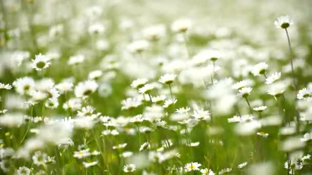 Field White Daisies Wind Sways Close Slow Motion Slow Motion — Stock Video