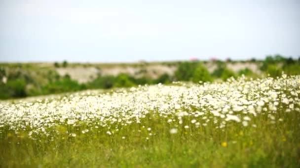 Ein Feld Weißer Gänseblümchen Wind Schwankt Nahaufnahme Zeitlupe Zeitlupe Konzept — Stockvideo