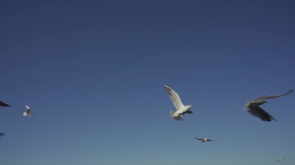 Γλάροι Πετούν Στον Γαλάζιο Ουρανό Τρέφονται Ψωμί Αργή Κίνηση Hlg — Αρχείο Βίντεο