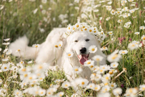 デイジーズの白い犬マレンマシープドッグは 野生の花デイジーと緑の芝生の上に座って ペットを歩いています デイジーの波に乗った犬とかわいい写真 — ストック写真