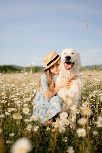 ガールド メドウ カモミール 子供の少女は緑豊かな緑に囲まれた穏やかなカモミール畑で彼女の毛皮の友人を抱擁しています 女の子と彼女の犬の間の愛と仲間の心温まるディスプレイ ロイヤリティフリーのストック画像