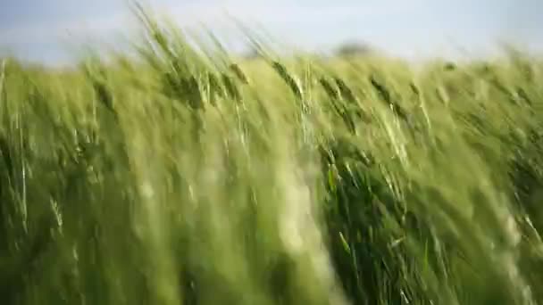 小麦グリーン農業 風は畑で小麦を泳ぎ 日没時に作物の波を泳いでいる 農業事業について — ストック動画