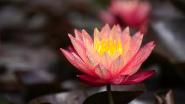 Pink Lotus Water Lily Flower Pond Waterlily Green Leaves Blooming — Stock Video