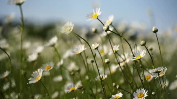 Daisy Rumianek Kwiaty Tło Pole Piękna Scena Przyrodnicza Kwitnącymi Rumiankami — Wideo stockowe