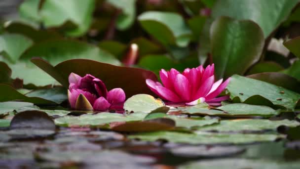 Lótus Rosa Flor Lírio Água Lagoa Waterlily Com Folhas Verdes — Vídeo de Stock