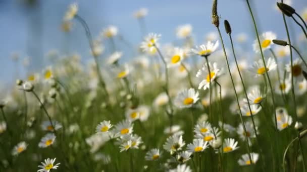 Daisy Heřmánku Květiny Pole Pozadí Krásná Přírodní Scéna Kvetoucími Heřmánky — Stock video