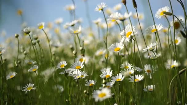 Daisy Kamille Bloemen Veld Achtergrond Prachtige Natuur Met Bloeiende Kamille — Stockvideo