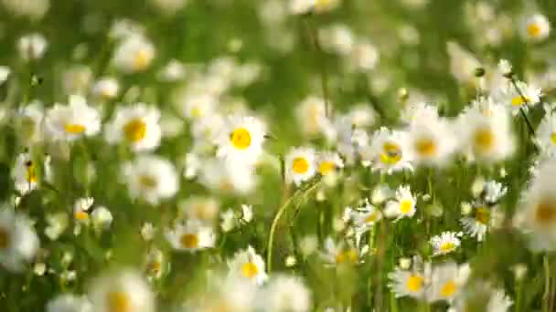 Daisy Chamomile Blommor Fält Bakgrund Vacker Naturscen Med Blommande Kamomiller — Stockvideo