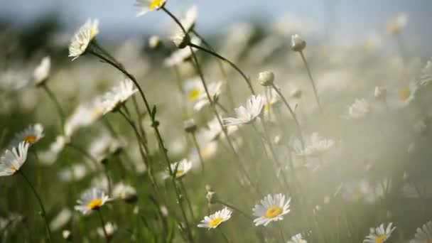 Daisy Chamomile Flowers Field Background Beautiful Nature Scene Blooming Chamomilles — Stock Video