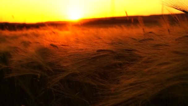 落日的大麦 田里长出尖尖的穗子 夕阳西下的谷类作物种植地 — 图库视频影像
