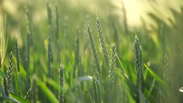 Trigo Agricultura Campo Verde Vento Balança Trigo Campo Ondas Colheitas — Vídeo de Stock