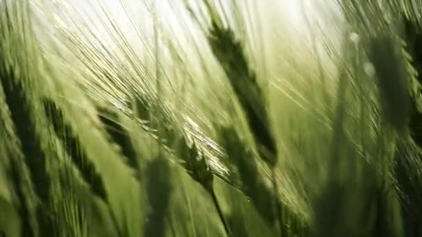 Zielone Pole Pszenicy Rolnictwo Wiatr Kołysze Pszenicę Polu Fale Upraw — Wideo stockowe