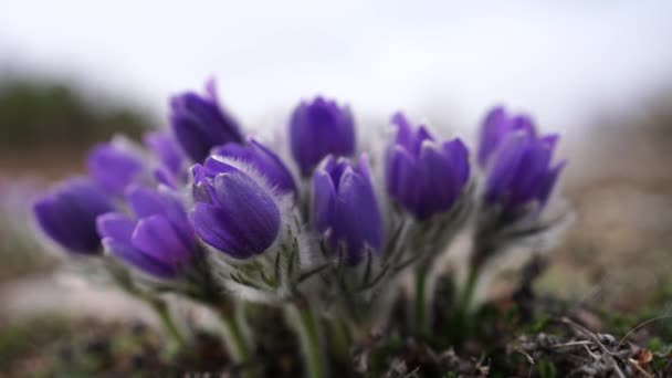 Álomfű Legszebb Tavaszi Virág Pulsatilla Virágzik Kora Tavasszal Erdőkben Hegyekben — Stock videók