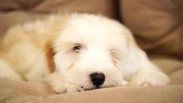 Terrier Valp Gnager Ett Ben Liggande Golvet Vardagsrummet Liten Fluffig — Stockvideo