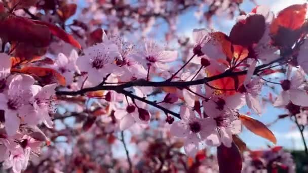 Сливовые Цветы Ветке Сливового Чернослива Против Голубого Неба Вишневой Сливы — стоковое видео