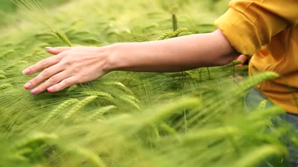 Женское Пшеничное Поле Фермер Трогает Ячменные Шипы Пашне Выборочный Фокус — стоковое видео