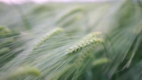 農業小麦畑について グリーン小麦の耳閉じ 小麦畑の耳をリッピングする背景 — ストック動画