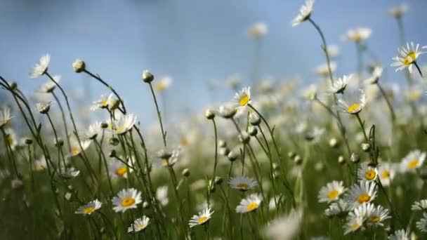 Ромашка Ромашки Цветы Фон Поля Beautiful Nature Scene Blooming Romomilles — стоковое видео