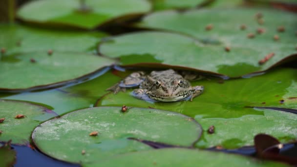 カエルリーフ ウォーターリリー 小さな緑色のカエルが池の緑の葉の端に座っている — ストック動画