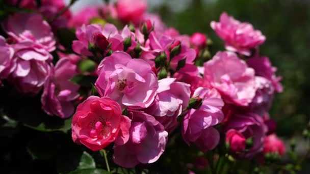 Rosas Rosadas Día Soleado Jardín Balancean Viento Naturaleza Verano Parques — Vídeo de stock
