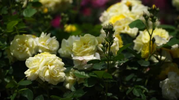 Yellow Roses Sunny Day Garden Sway Wind Nature Summer Parks — Stock Video