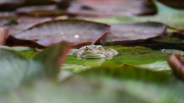 Žabí List Leknín Malá Zelená Žába Sedí Okraji Vodního Listí — Stock video