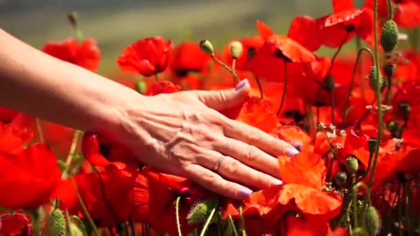 Рука Мака Женская Рука Крупным Планом Коснулась Красного Макового Цветка — стоковое видео