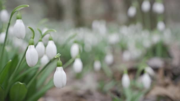 Vita Snödroppar Tidigt Våren Skogen Vackra Bilder Galanthus Allmänt Känd — Stockvideo