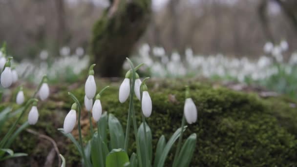 Белые Подснежники Ранней Весной Лесу Красивые Кадры Галантуса Широко Известного — стоковое видео