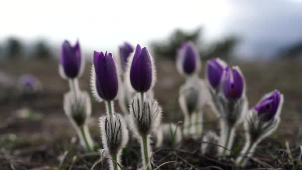 Álomfű Legszebb Tavaszi Virág Pulsatilla Virágzik Kora Tavasszal Erdőkben Hegyekben — Stock videók