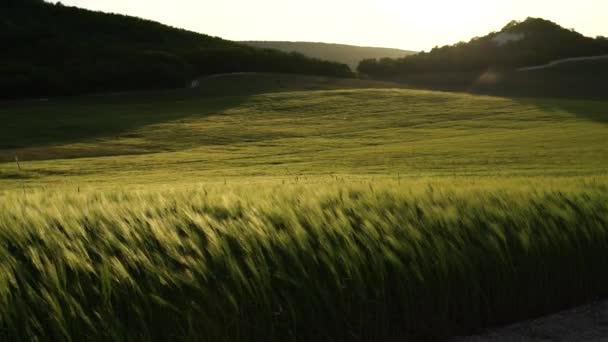 Wheat Green Field Agriculture Wind Sways Wheat Field Waves Crops — Stock Video