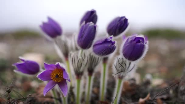 夢の草は 最も美しい春の花です 春になると森や山に花を咲かせます 雪の中で紫色の滑り花を閉じます — ストック動画