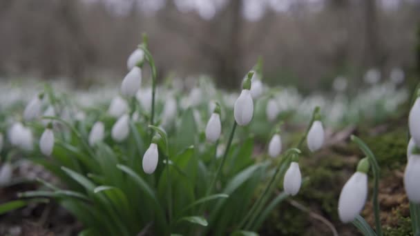 Gotas Neve Brancas Início Primavera Floresta Imagens Bonitas Galanthus Vulgarmente — Vídeo de Stock