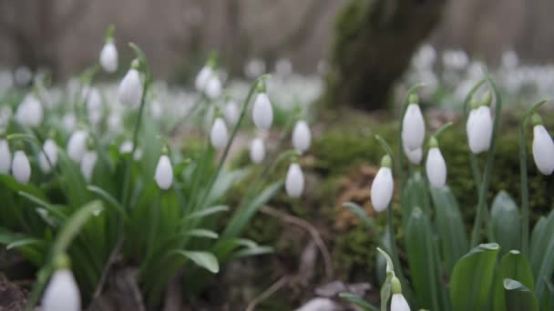 Gotas Neve Brancas Início Primavera Floresta Imagens Bonitas Galanthus Vulgarmente — Vídeo de Stock