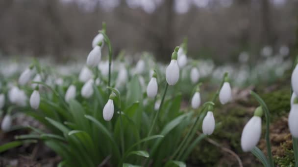 Nieves Blancas Principios Primavera Bosque Hermoso Metraje Galanthus Comúnmente Conocido — Vídeo de stock