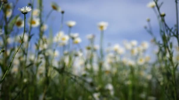 デイジー シャモミールの背景 太陽フレアで咲くカモミールの美しい自然のシーン 晴れた日 サマーフラワー — ストック動画