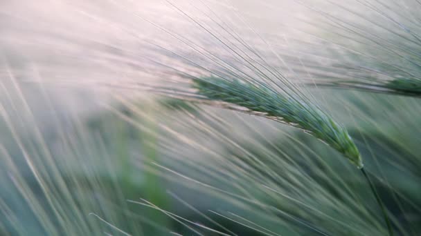 Gerste Mit Ähren Feld Hinterleuchtete Getreideplantage Sonnenuntergang — Stockvideo