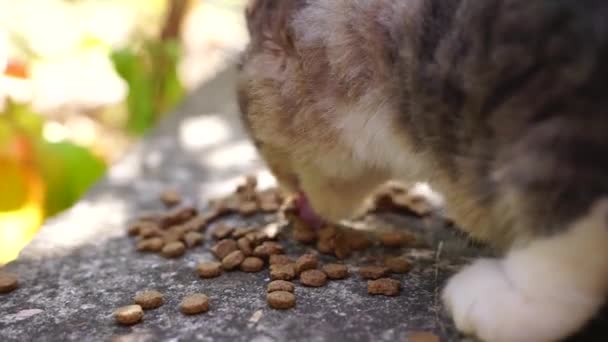 野良猫は 野外の草の地面に似た食べ物を食べている 路上で暮らす野生の野生動物の概念 — ストック動画