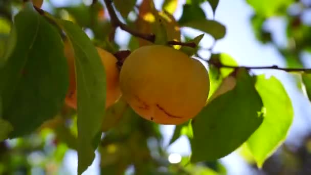 成熟的南瓜躺在木制的秋千上 种植蔬菜 收获南瓜 庆祝万圣节 — 图库视频影像