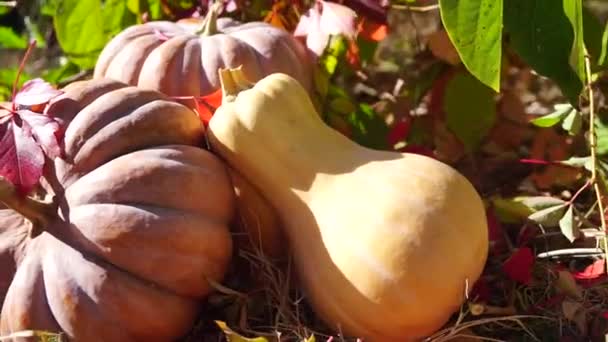 成熟的大桔子南瓜生长在黄色和红色落叶中 种植蔬菜 收获南瓜 庆祝万圣节 — 图库视频影像