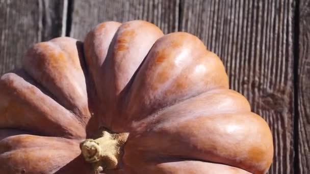 Olgun Balkabağı Ahşap Bir Salıncakta Yatıyor Sebze Yetiştiriyorum Balkabağı Topluyorum — Stok video