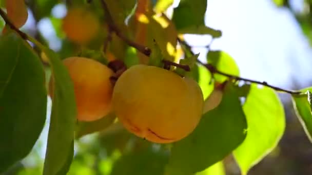 西门子在太阳树上嫩绿的枝条 成熟的紫苏 在风中摇曳着 在花园里 阳光灿烂 — 图库视频影像