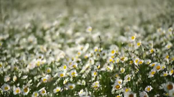 Ромашка Ромашки Цветы Фон Поля Beautiful Nature Scene Blooming Romomilles — стоковое видео