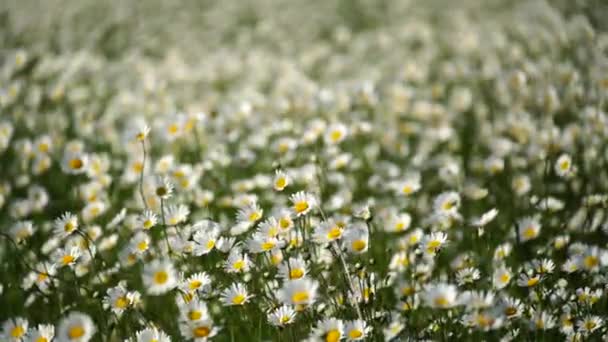 Daisy Heřmánku Květiny Pole Pozadí Krásná Přírodní Scéna Kvetoucími Heřmánky — Stock video