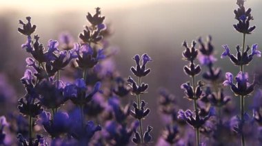 Günbatımı açan lavanta tarlası. Seçici odaklanma. Lavanta çiçeği bahar arka planında güzel mor renkler ve bokeh ışıkları var. Provence, Fransa. Kapat.
