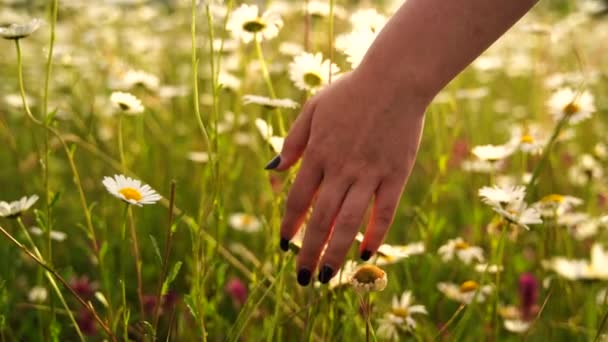 Kobieta Delikatnie Dotykając Uroczy Kwiat Rumianku Piękny Słoneczny Wiosenny Lub — Wideo stockowe