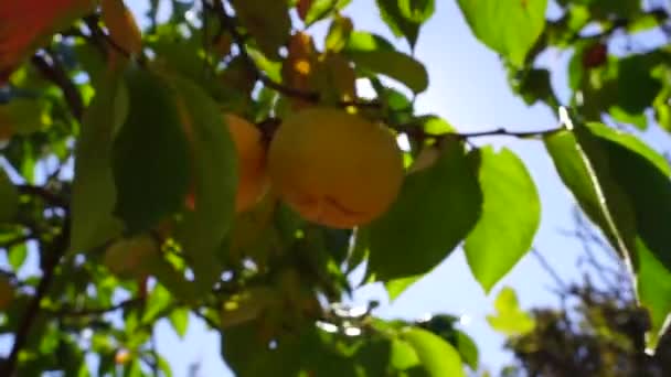 Persimmon Sur Soleil Des Branches Vertes Aux Kaki Mûrs Balancent — Video